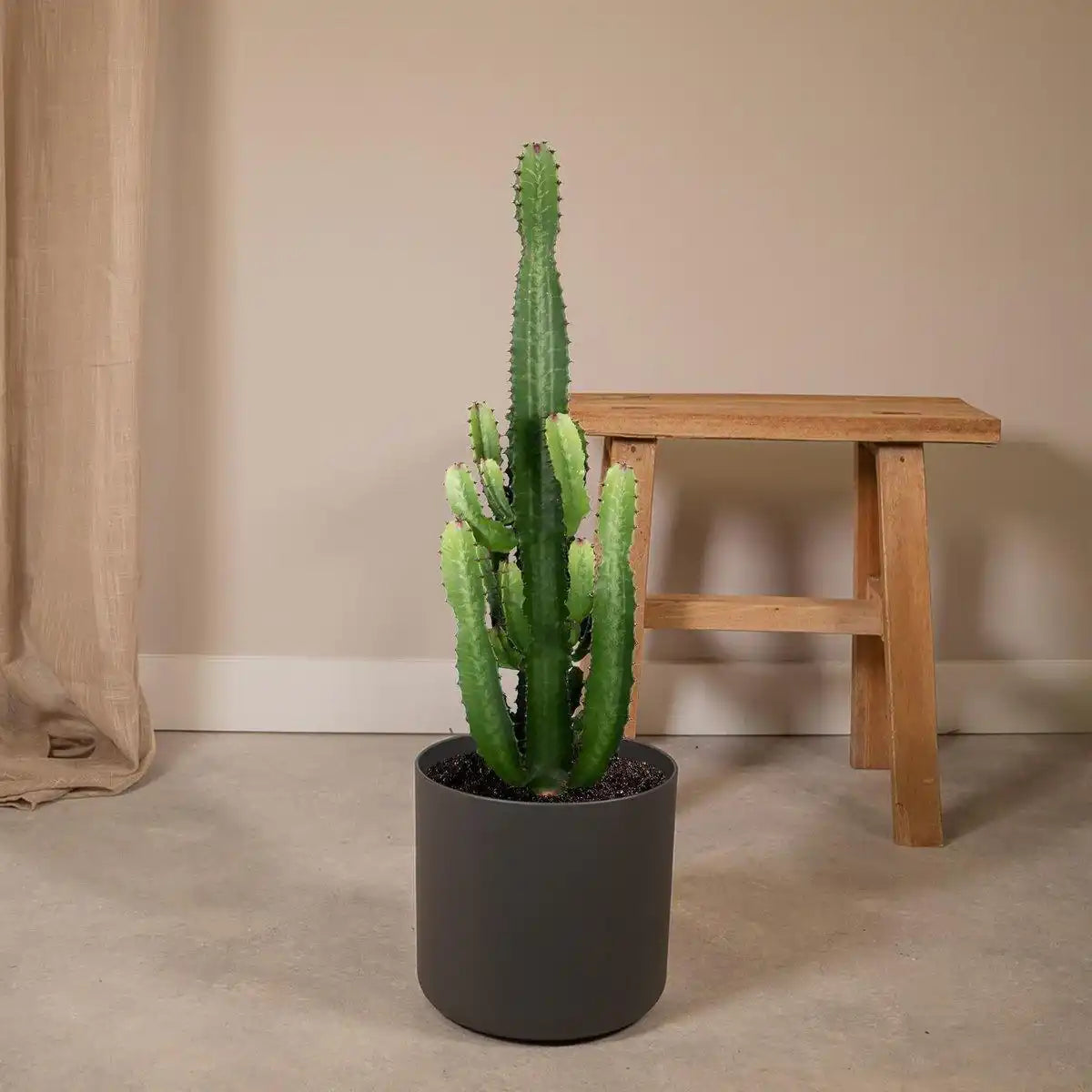 Euphorbia Acruensis - Kaktus - Ø24cm - ↕60cm - HomeDesign Knaus