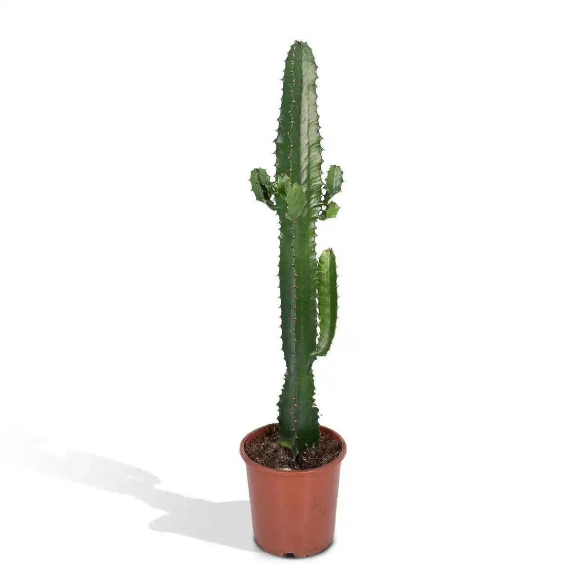 Euphorbia Acrurensis - Kaktus - Ø17cm - ↕50cm - HomeDesign Knaus