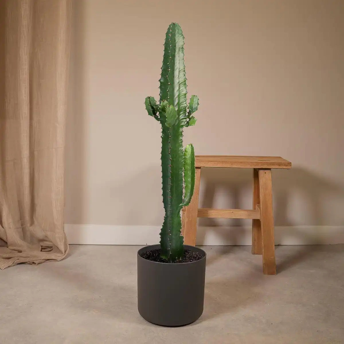 Euphorbia Acrurensis - Kaktus - Ø17cm - ↕50cm - HomeDesign Knaus