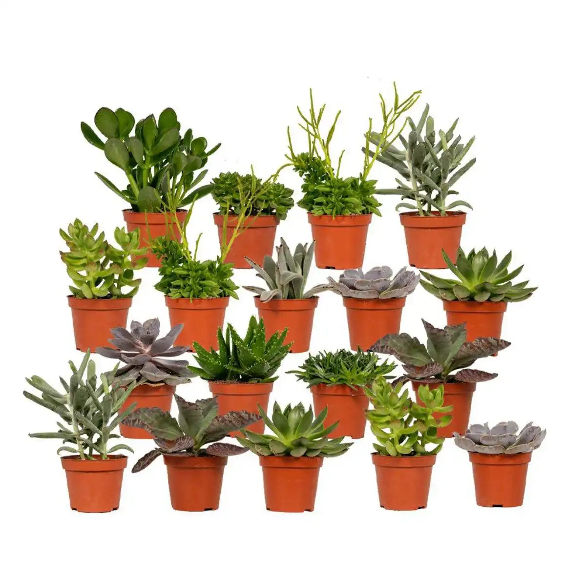 Everspring – Sukkulentenmischung – 18 Stück – ø8,5 cm – ↕10 cm - HomeDesign Knaus
