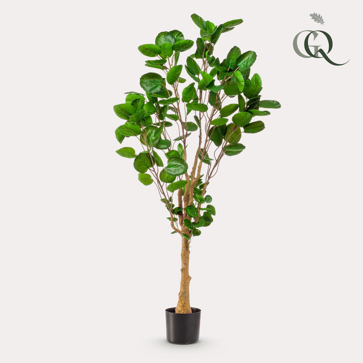 Kunstpflanze - POLYSCIAS - ARALIA - 150 cm