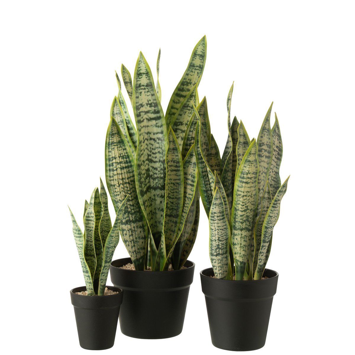 J-Line Dracaena trifasciata im Topf, künstlich, grün, groß