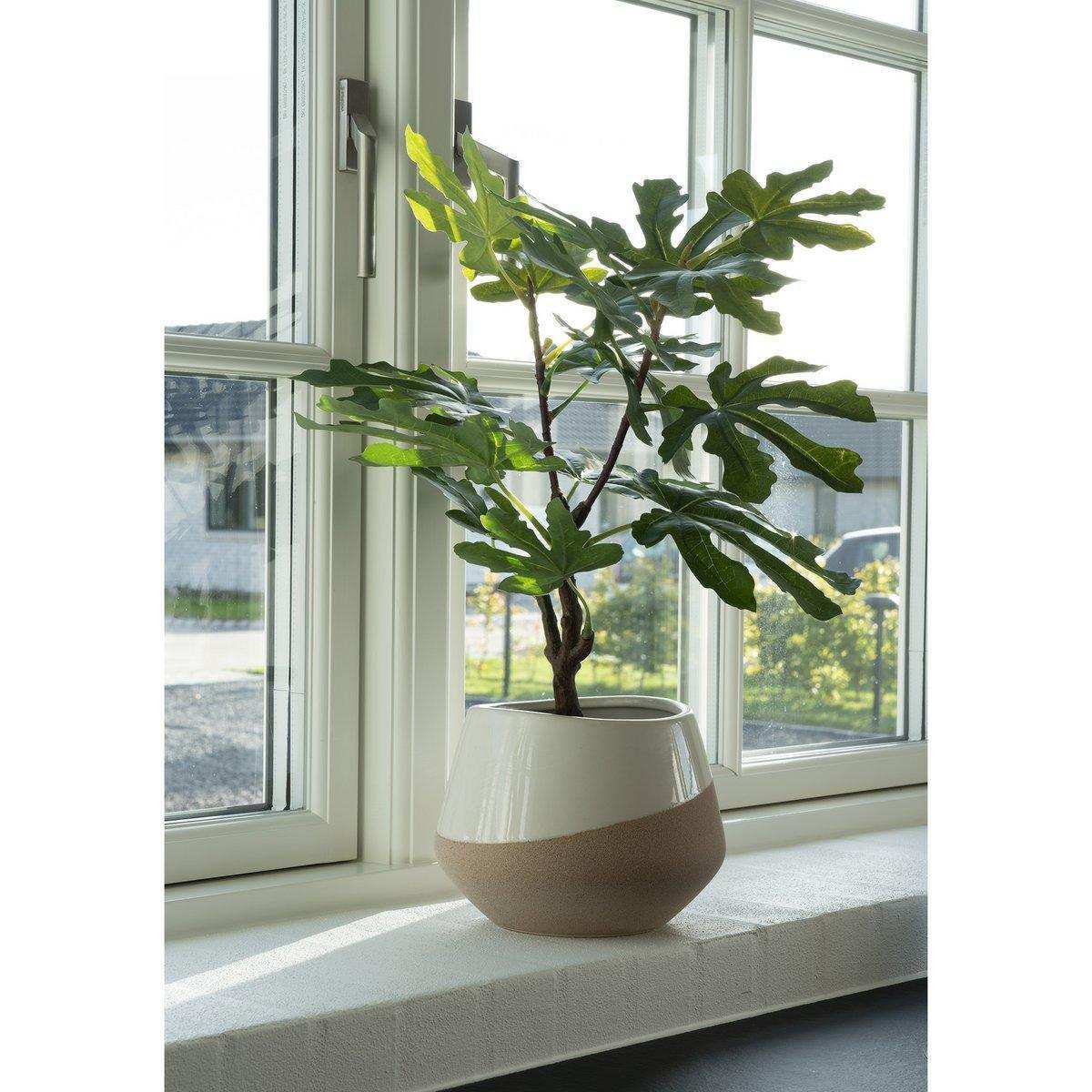 Feigenbaum - Grün - HomeDesign Knaus