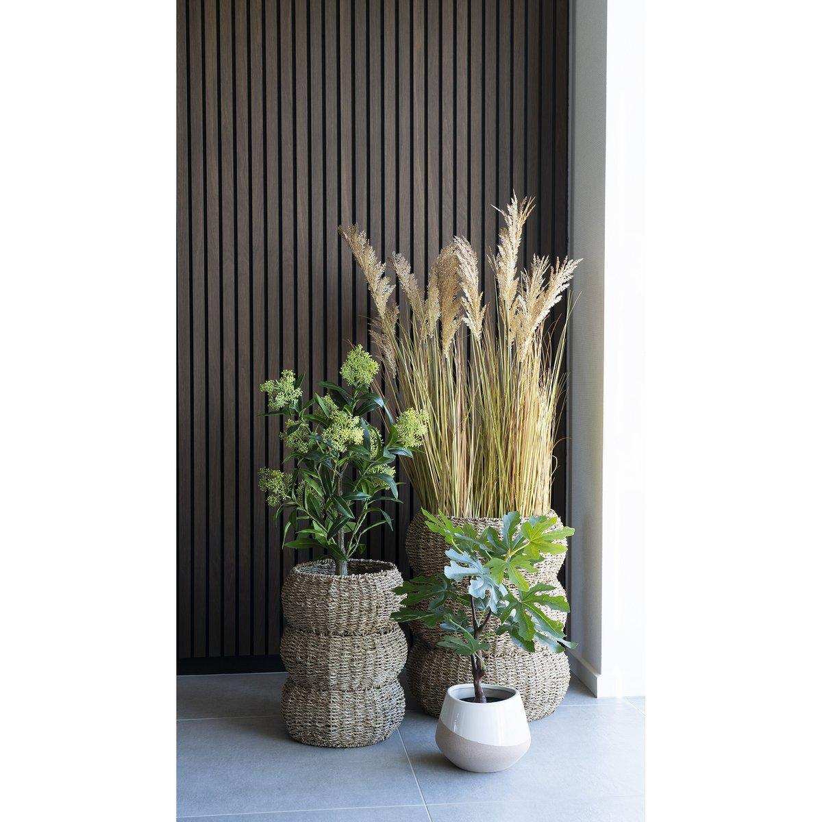 Feigenbaum - Grün - HomeDesign Knaus