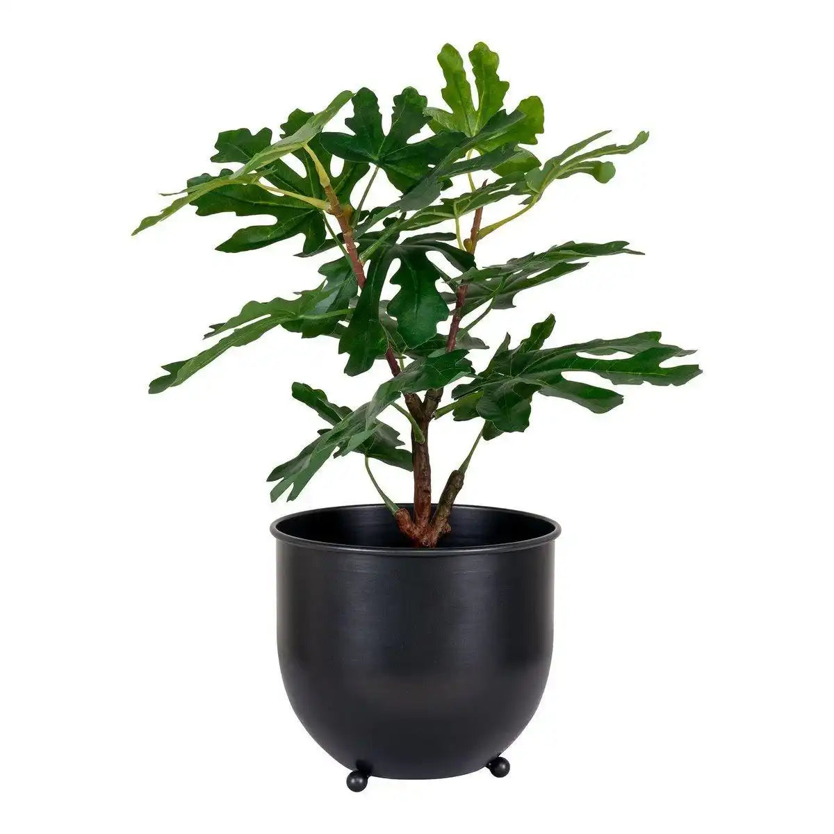 Feigenbaum - Grün - HomeDesign Knaus
