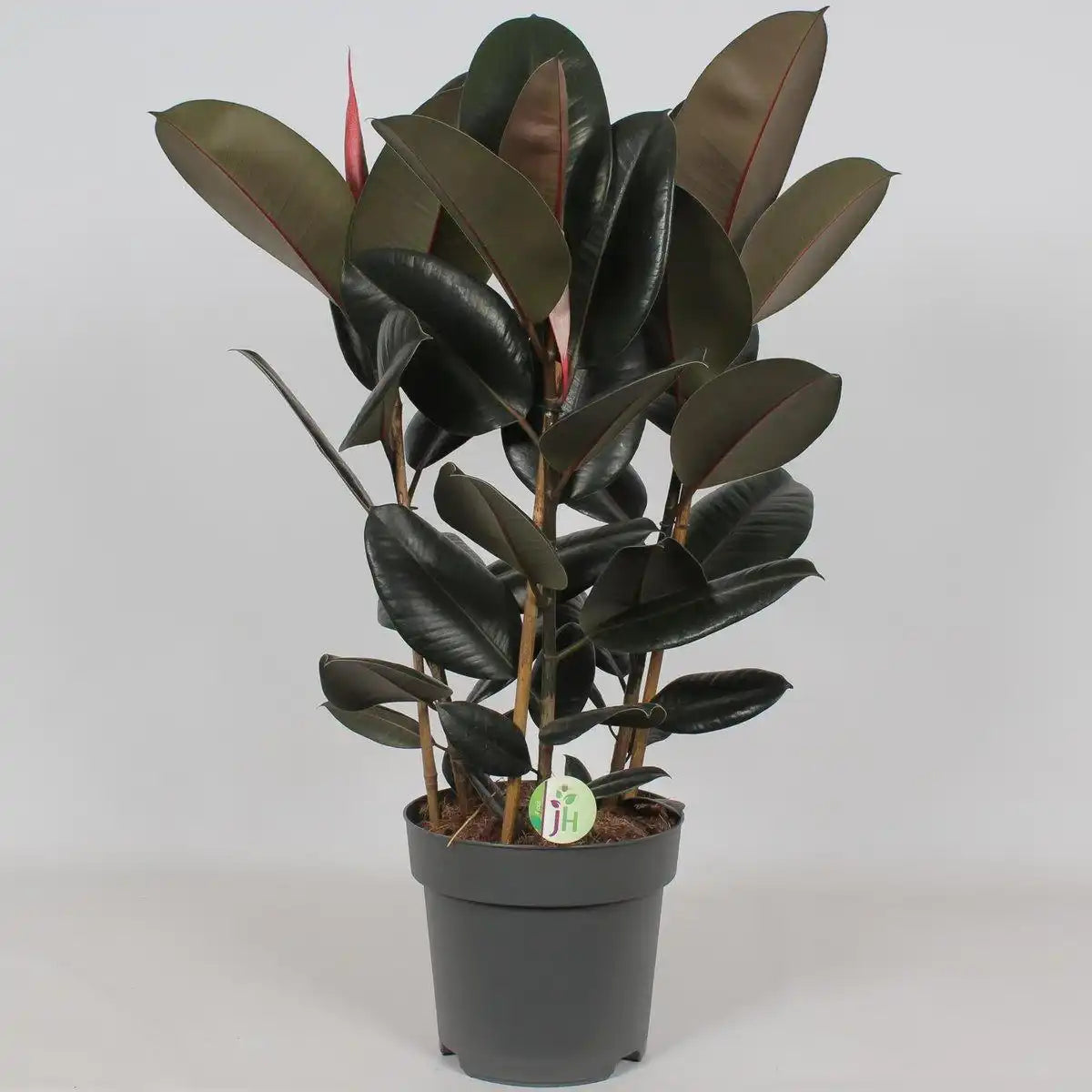 Ficus Abidjan - Ø27cm - ↕90cm - HomeDesign Knaus