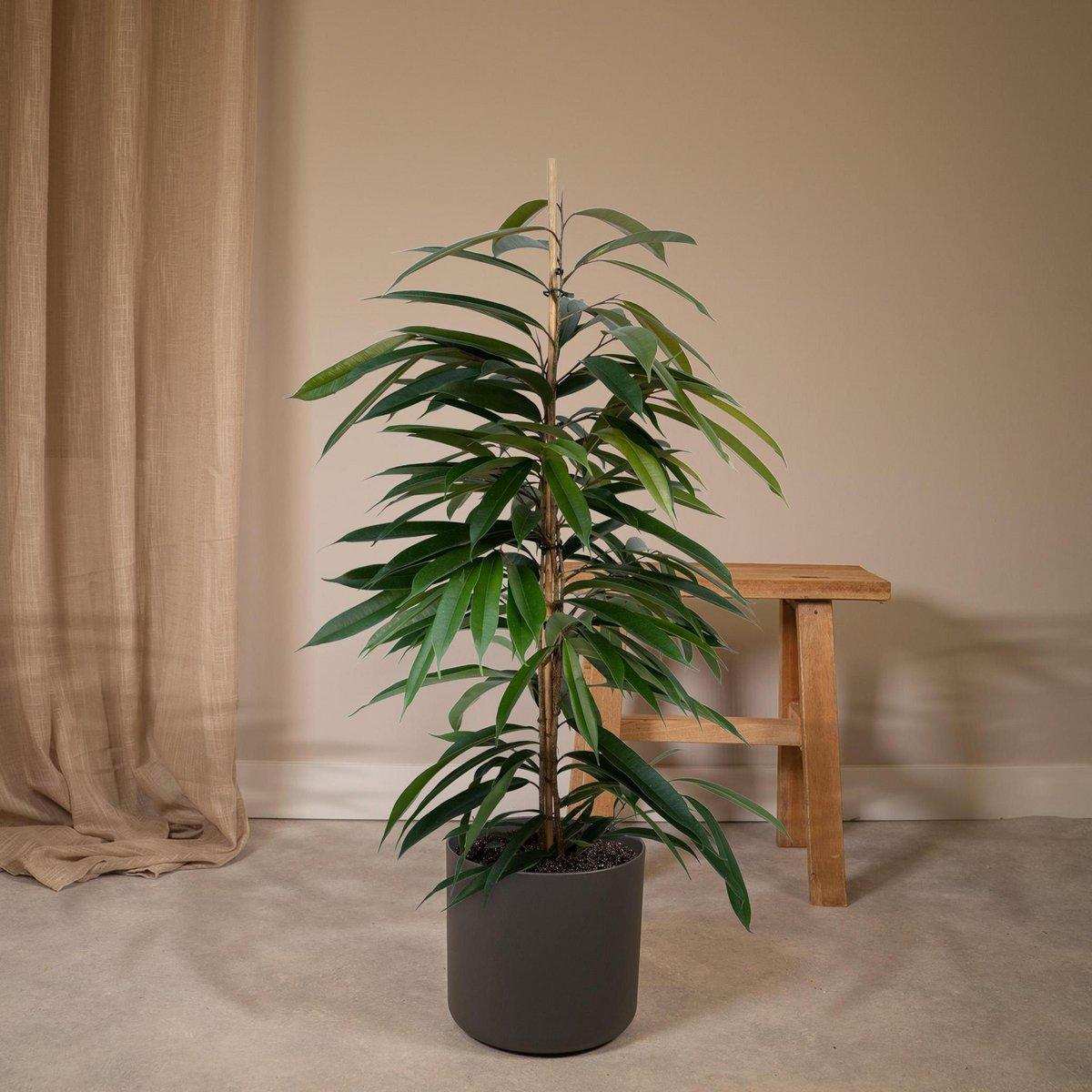 Ficus Amstel King – Trauerfeige – ø21cm – ↕100cm - HomeDesign Knaus