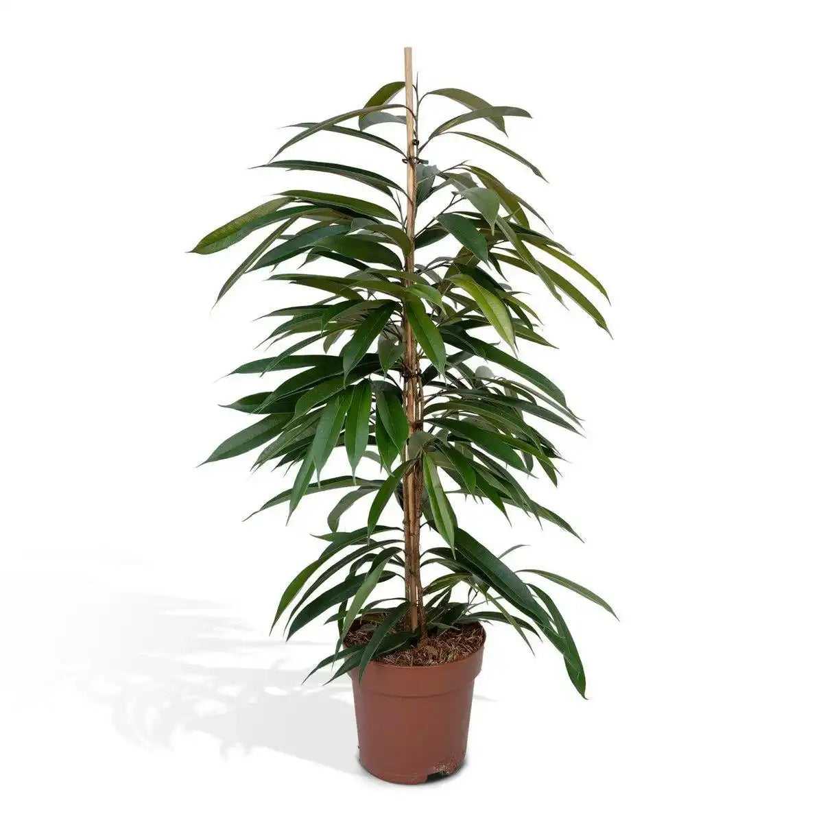 Ficus Amstel King – Trauerfeige – ø21cm – ↕100cm - HomeDesign Knaus