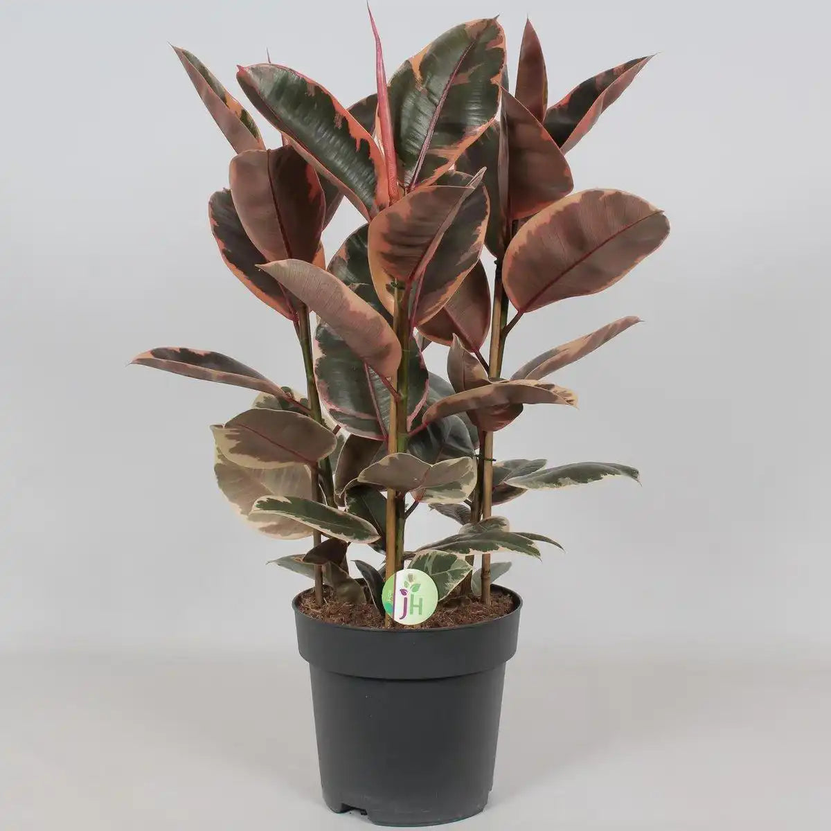 Ficus Belize - Ø27cm - ↕80cm - HomeDesign Knaus