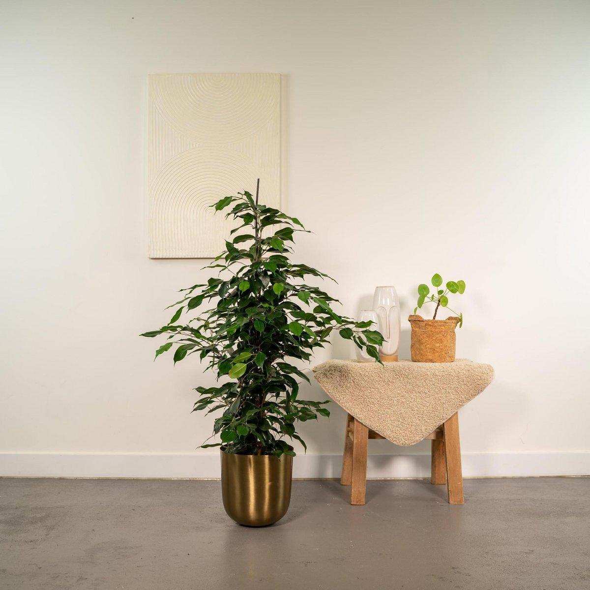 Ficus benjamina Danielle - Ø21cm - ↕95cm - HomeDesign Knaus
