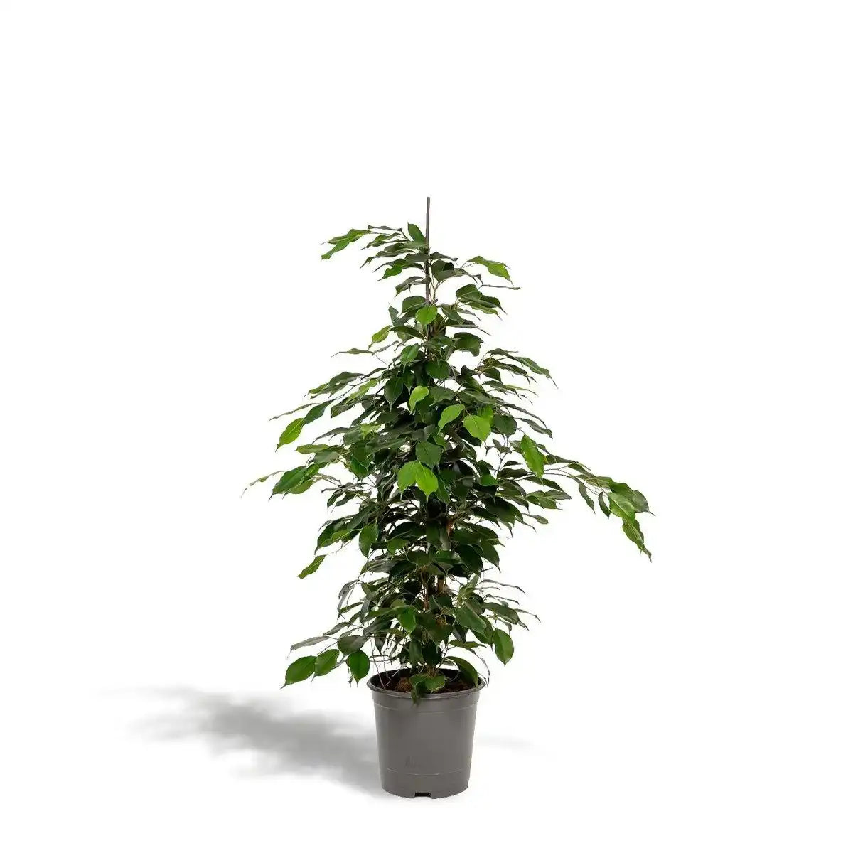 Ficus benjamina Danielle - Ø21cm - ↕95cm - HomeDesign Knaus