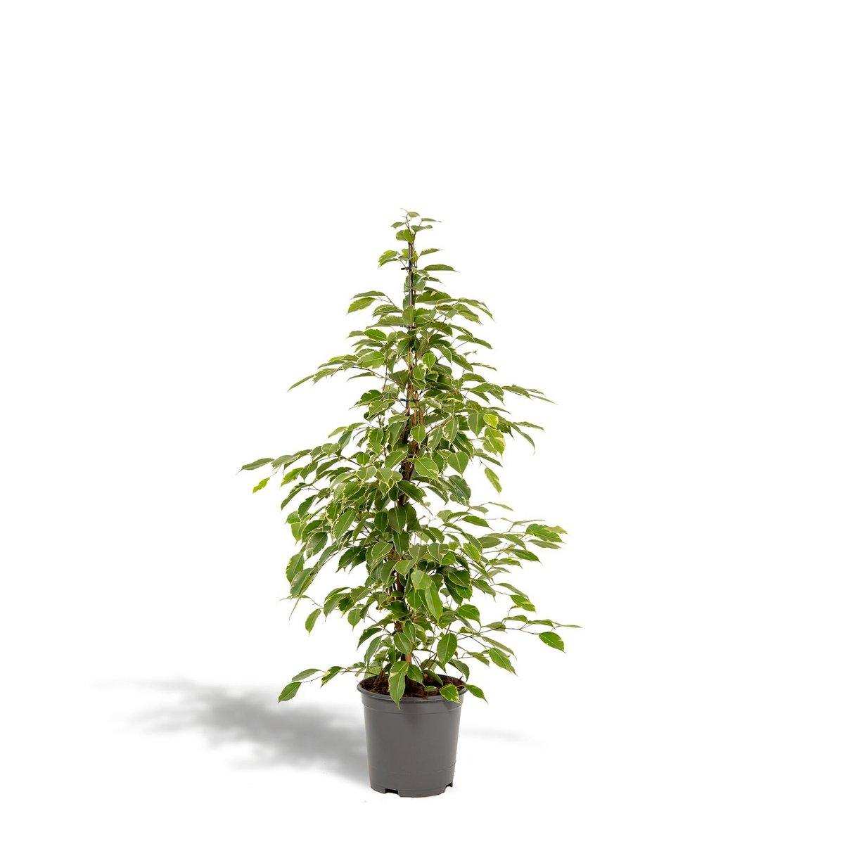 Ficus benjamina Goldenking - Ø21cm - ↕95cm - HomeDesign Knaus