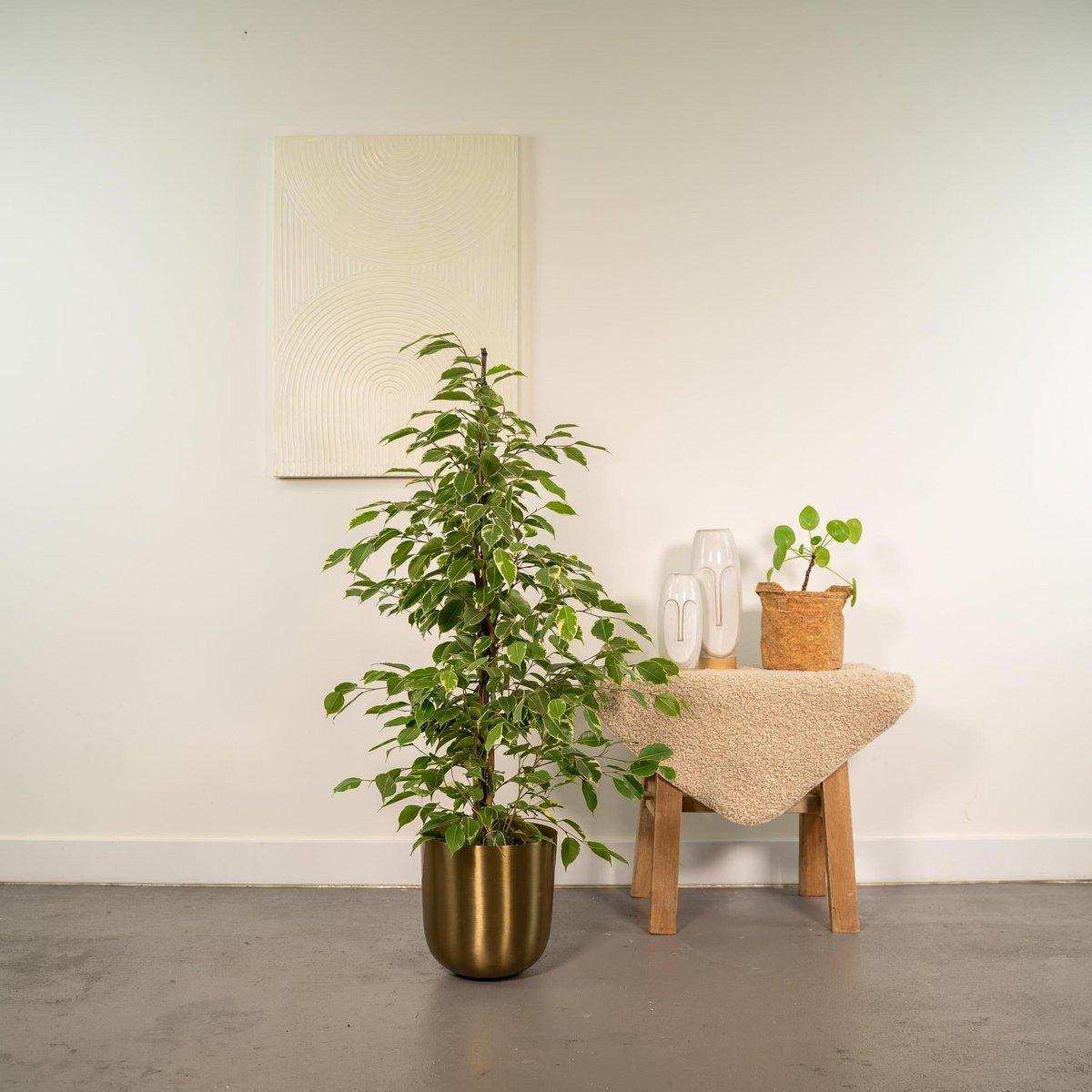 Ficus benjamina Goldenking - Ø21cm - ↕95cm - HomeDesign Knaus