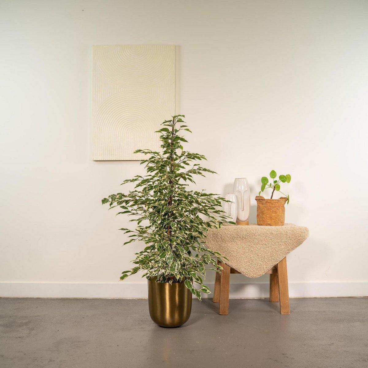 Ficus benjamina Twilight - Ø21cm - ↕95cm - HomeDesign Knaus