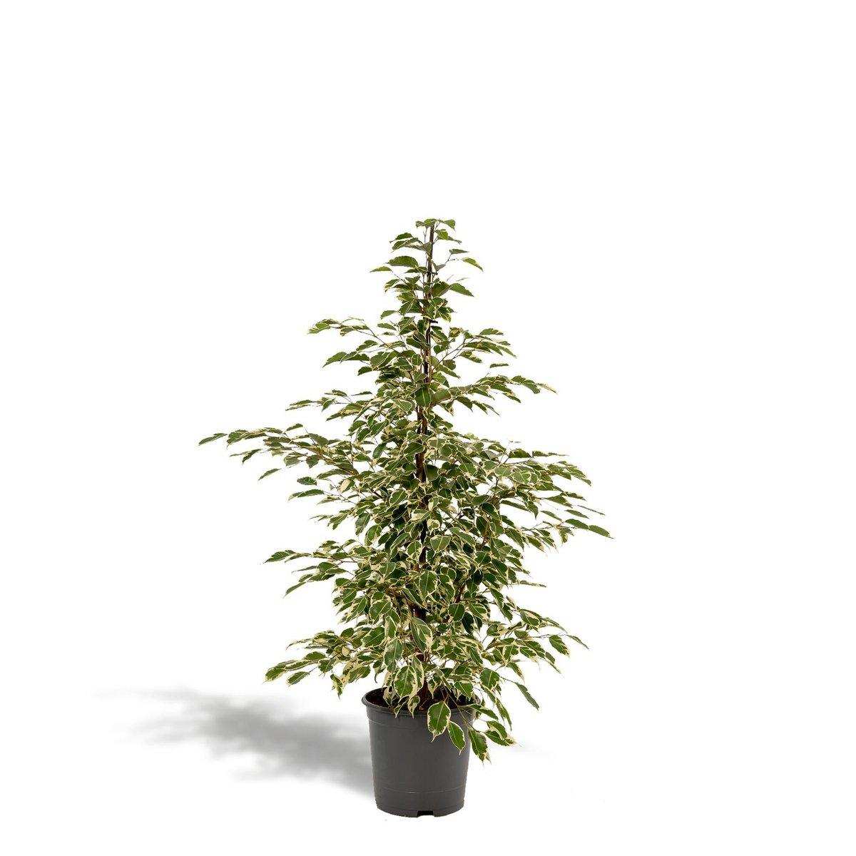 Ficus benjamina Twilight - Ø21cm - ↕95cm - HomeDesign Knaus