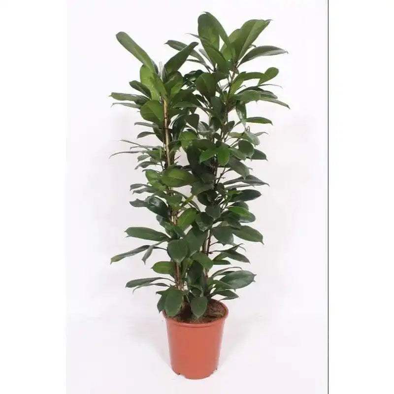 Ficus Cyathistipula – Ø27cm – ↕120cm - HomeDesign Knaus