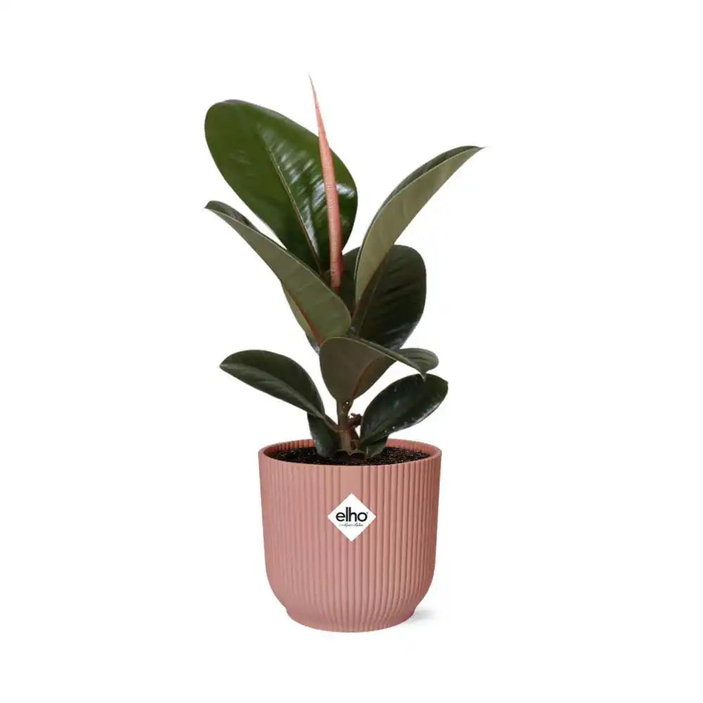 Ficus Elastica 'Robusta' in ELHO Vibes Fold 14cm rosa - HomeDesign Knaus