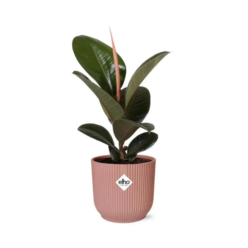 Ficus Elastica 'Robusta' in ELHO Vibes Fold 14cm rosa - HomeDesign Knaus