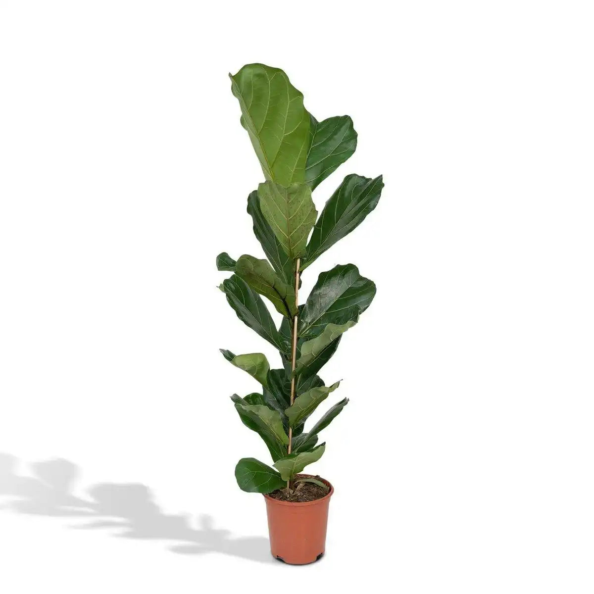 Ficus Lyrata - Gummipflanze - Ø21cm - ↕100cm - HomeDesign Knaus