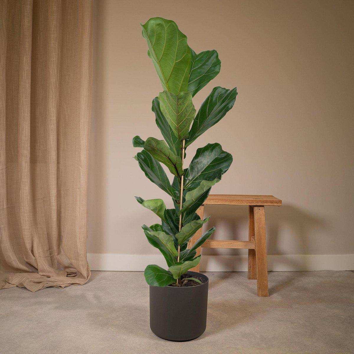 Ficus Lyrata - Gummipflanze - Ø21cm - ↕100cm - HomeDesign Knaus