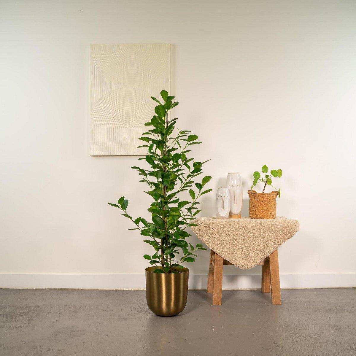 Ficus microcarpa Moclame - Ø21cm - ↕95cm - HomeDesign Knaus