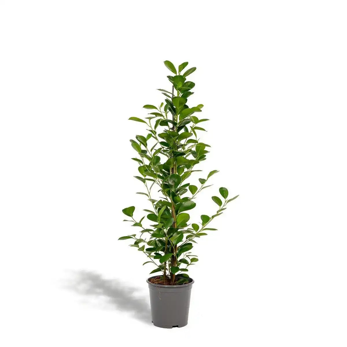 Ficus microcarpa Moclame - Ø21cm - ↕95cm - HomeDesign Knaus