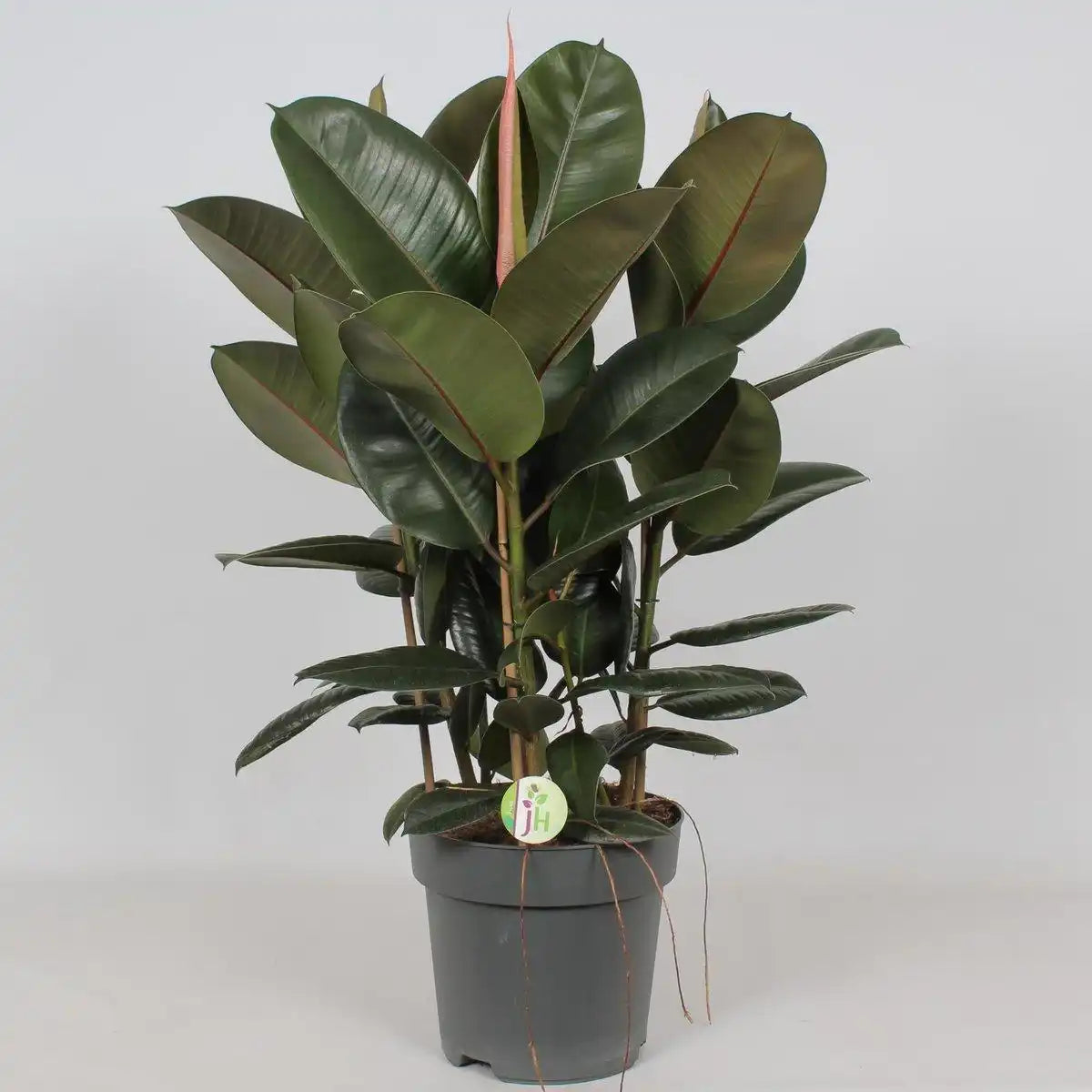Ficus Robusta – Ø27cm – ↕90cm - HomeDesign Knaus