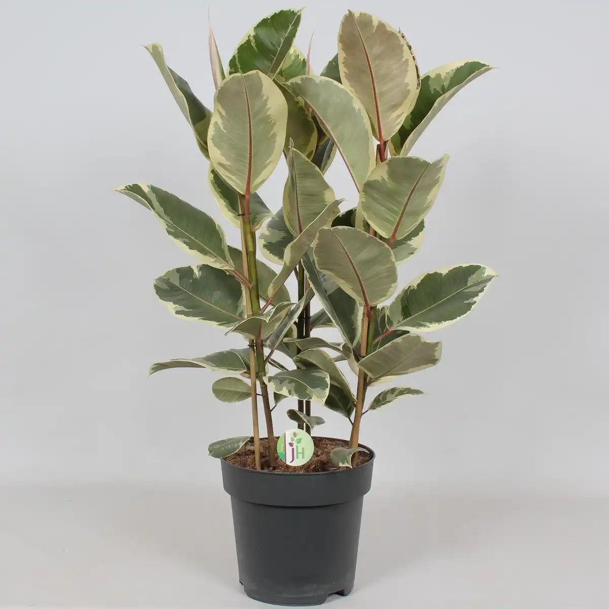 Ficus Tineke – Ø27cm – ↕85cm - HomeDesign Knaus