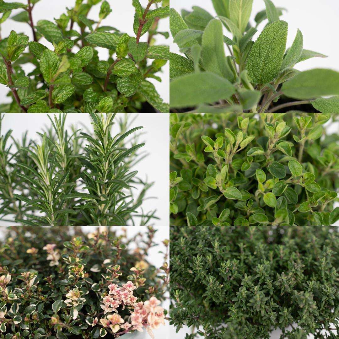 Gartenkräutermischung - 4 Stück - Ø14cm - ↕18cm - HomeDesign Knaus