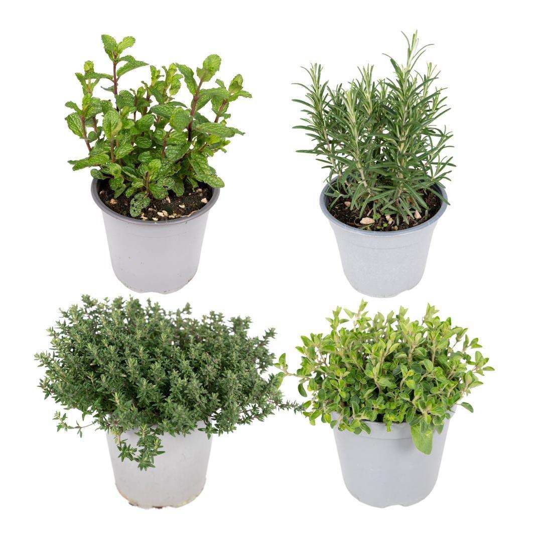 Gartenkräutermischung - 4 Stück - Ø14cm - ↕18cm - HomeDesign Knaus
