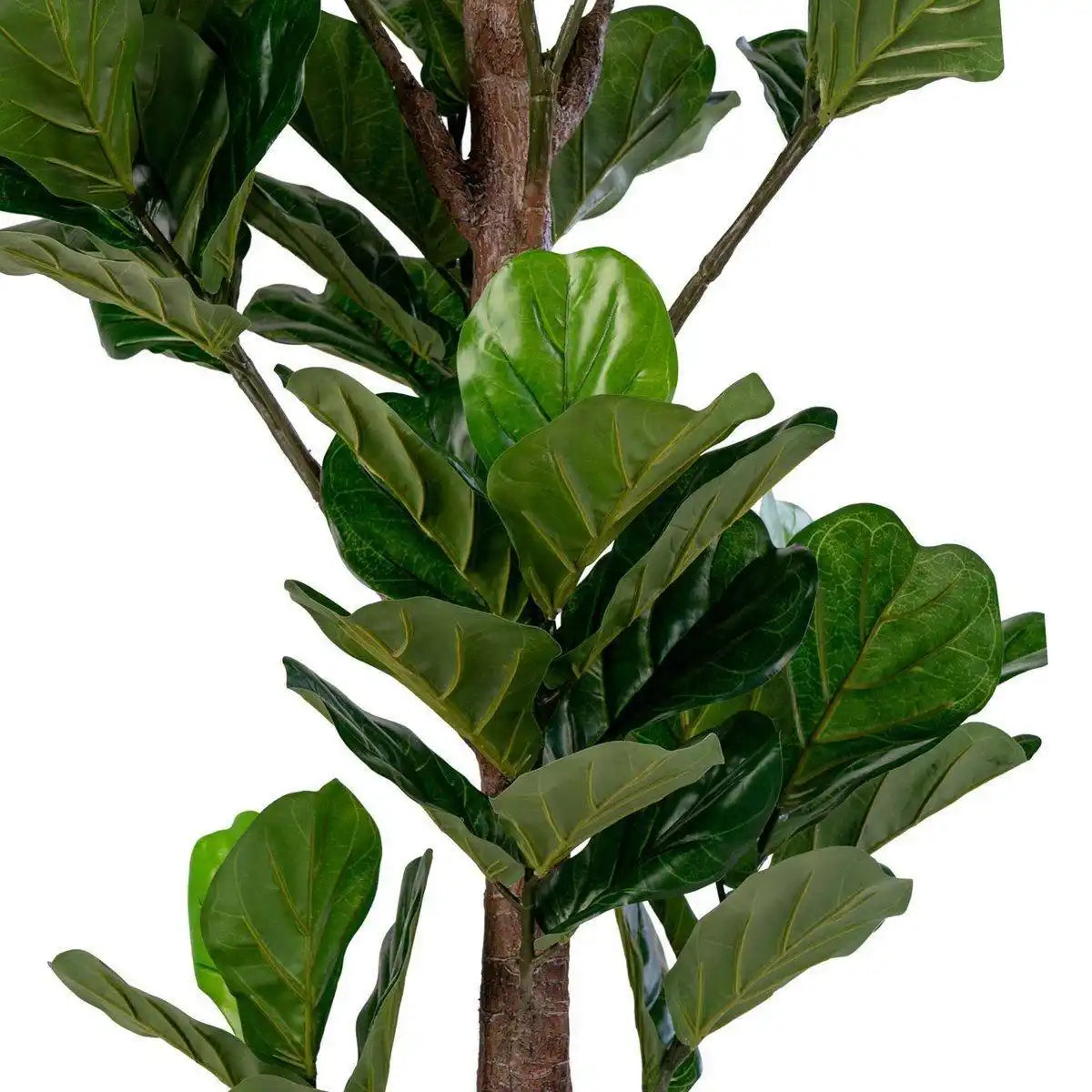 Geigenblattbaum - HomeDesign Knaus