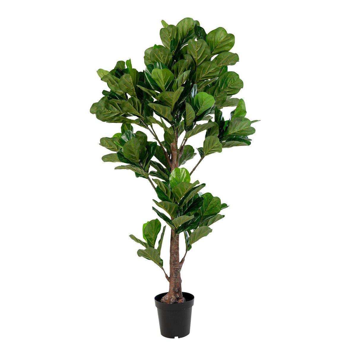 Geigenblattbaum - HomeDesign Knaus