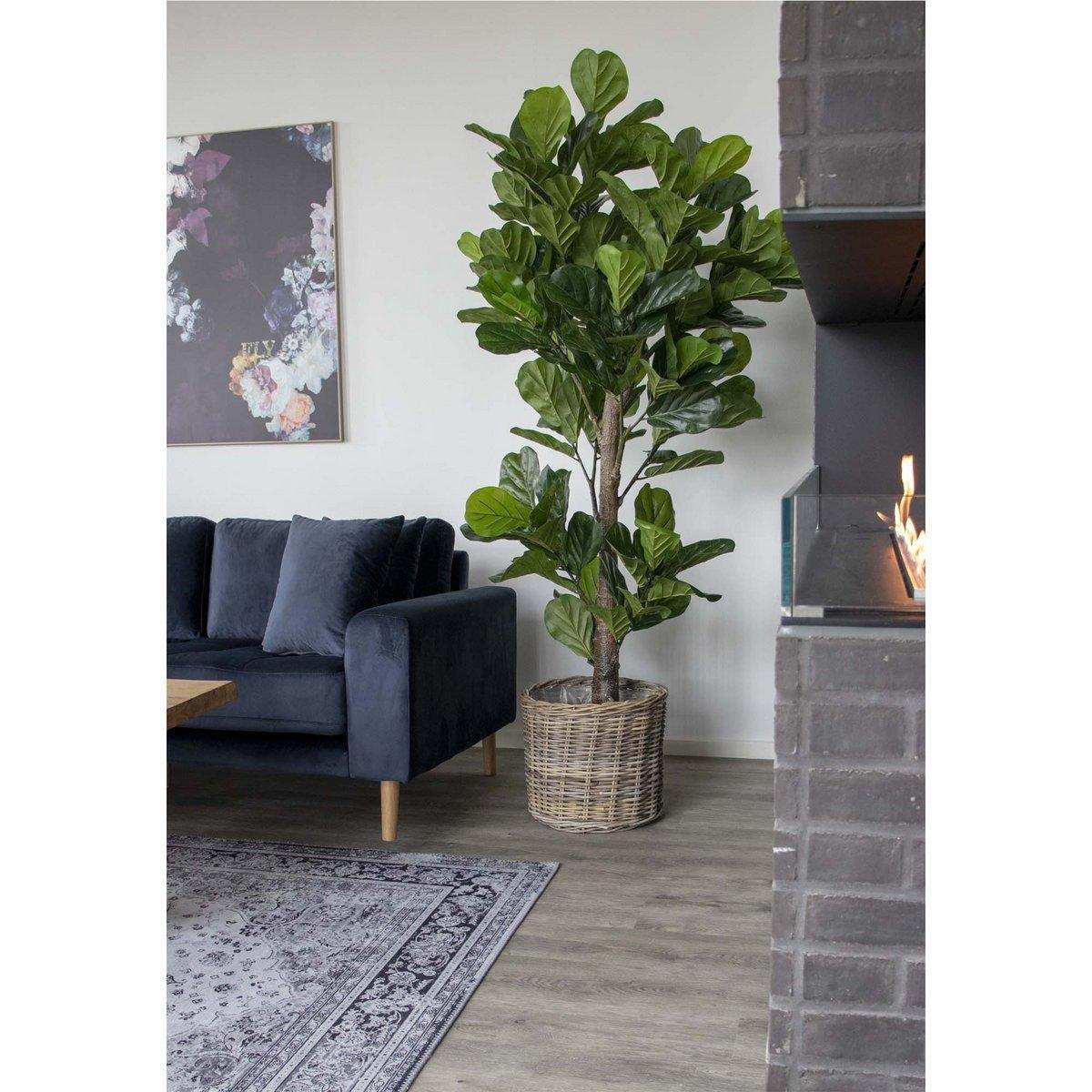 Geigenblattbaum - HomeDesign Knaus