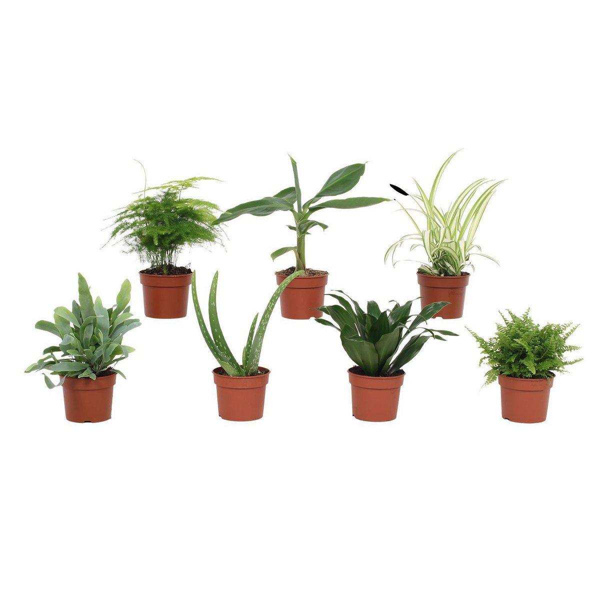 Grüne Mischung - 7 Stück - Ø9cm - ↕23cm - HomeDesign Knaus