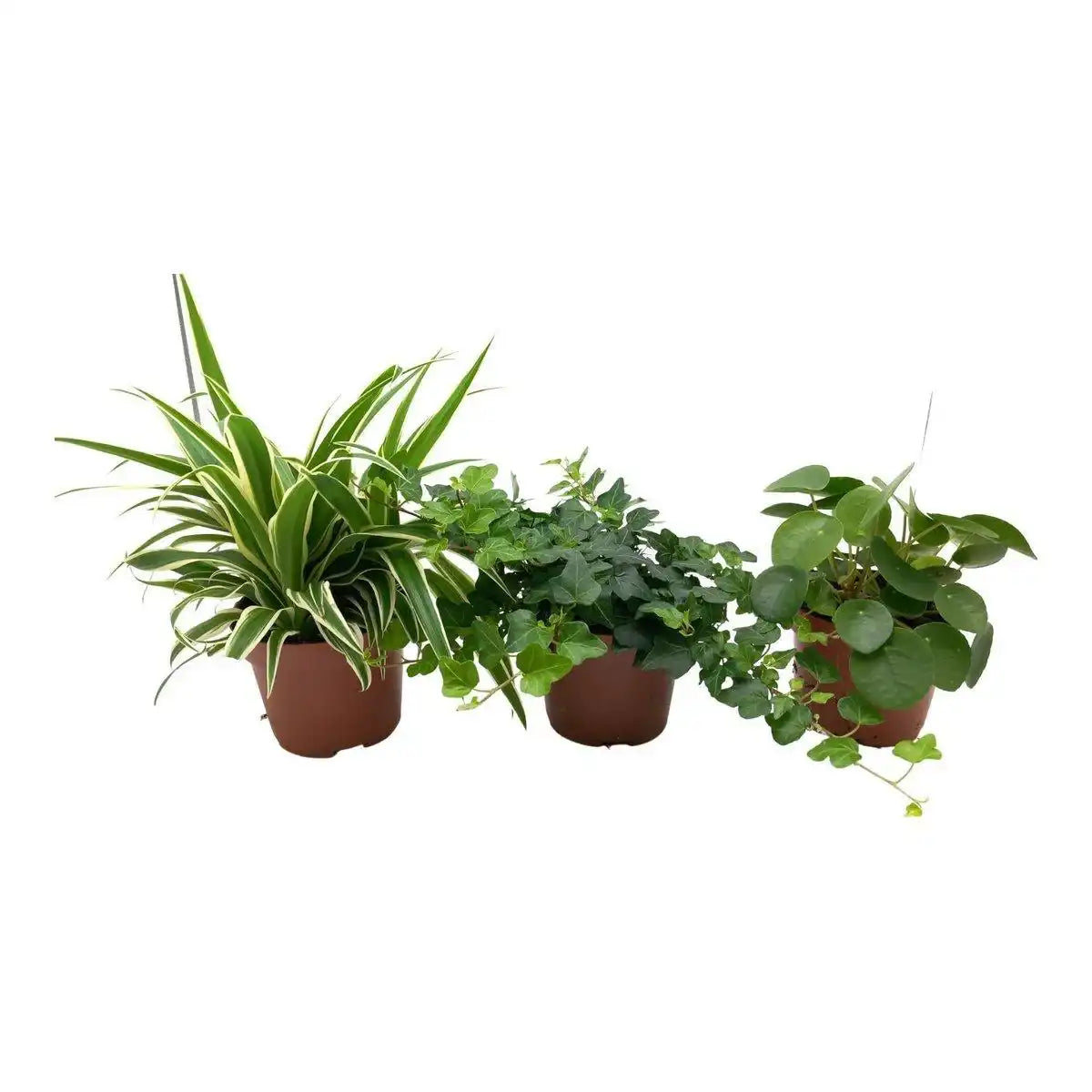 Grüne Mischung Chlorophytum, Hedera, Pilea - 3 Stück - Ø13cm - ↕35cm - HomeDesign Knaus