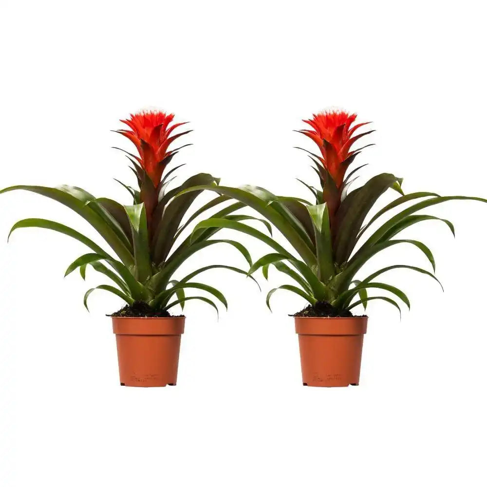 Guzmania Hope - 2 Stück - Ø12cm - ↕40cm - HomeDesign Knaus