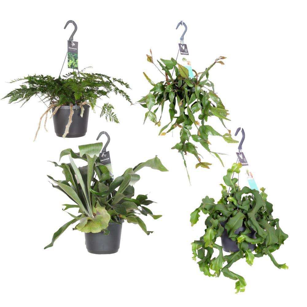 Hängende grüne Juwelen – 4 Stück – Ø17 cm – ↕20–40 cm - HomeDesign Knaus