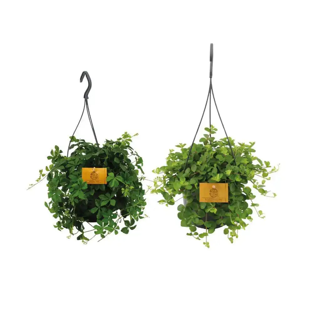 Hängepflanzen-Duo - 2 Stück - Ø15cm - ↕25cm - HomeDesign Knaus