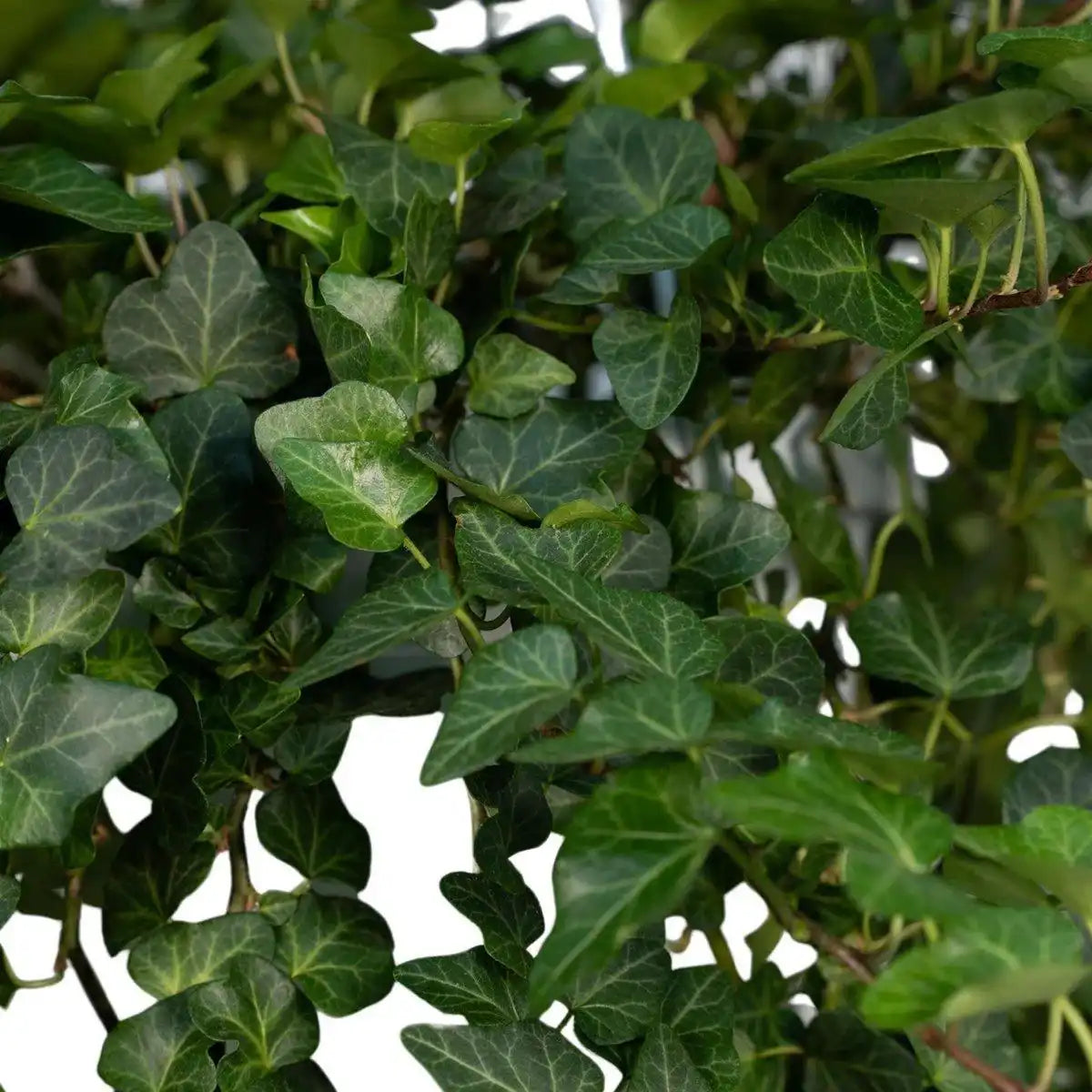 Hedera Wonder Green Hang - Efeu - Ø24cm - ↕70cm - HomeDesign Knaus