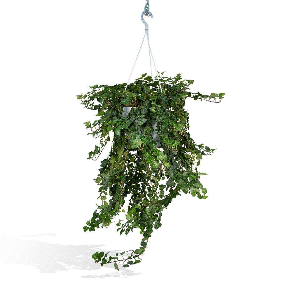 Hedera Wonder Green Hang - Efeu - Ø24cm - ↕70cm - HomeDesign Knaus