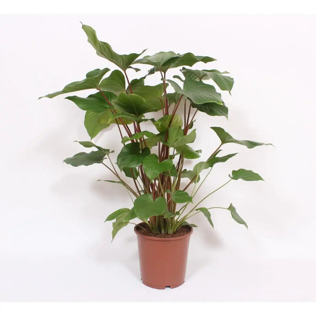 Homalomena Rubescens Maggy - Ø24cm - ↕90cm - HomeDesign Knaus