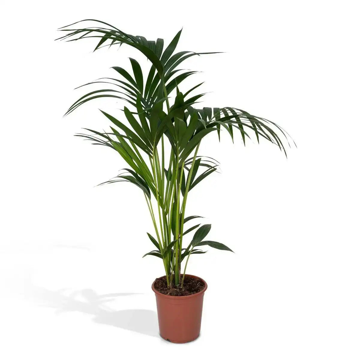 Howea Forsteriana - Kentia-Palme - Ø19cm - ↕100cm - HomeDesign Knaus