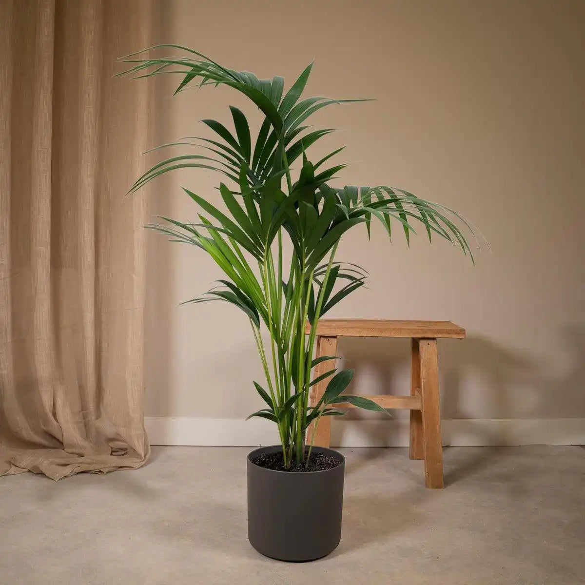 Howea Forsteriana - Kentia-Palme - Ø19cm - ↕100cm - HomeDesign Knaus