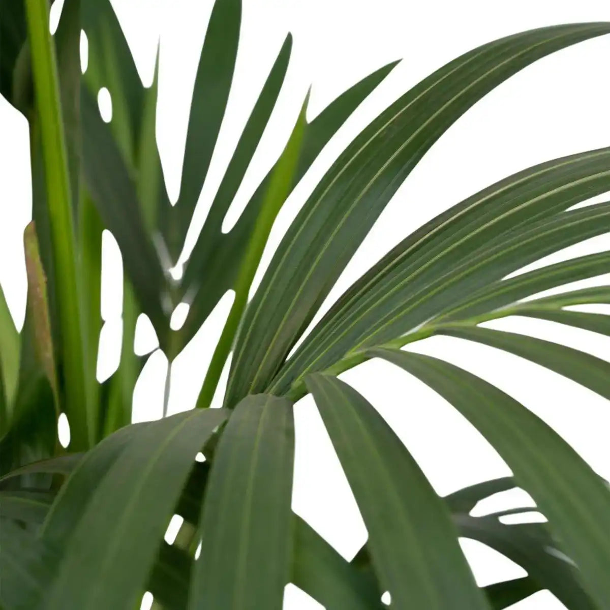 Howea Forsteriana - Kentia-Palme - Ø24cm - ↕120cm - HomeDesign Knaus