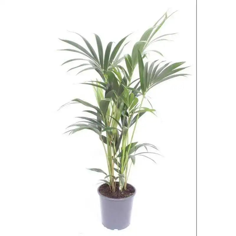Howea Forsteriana - Ø17cm - ↕75cm - HomeDesign Knaus