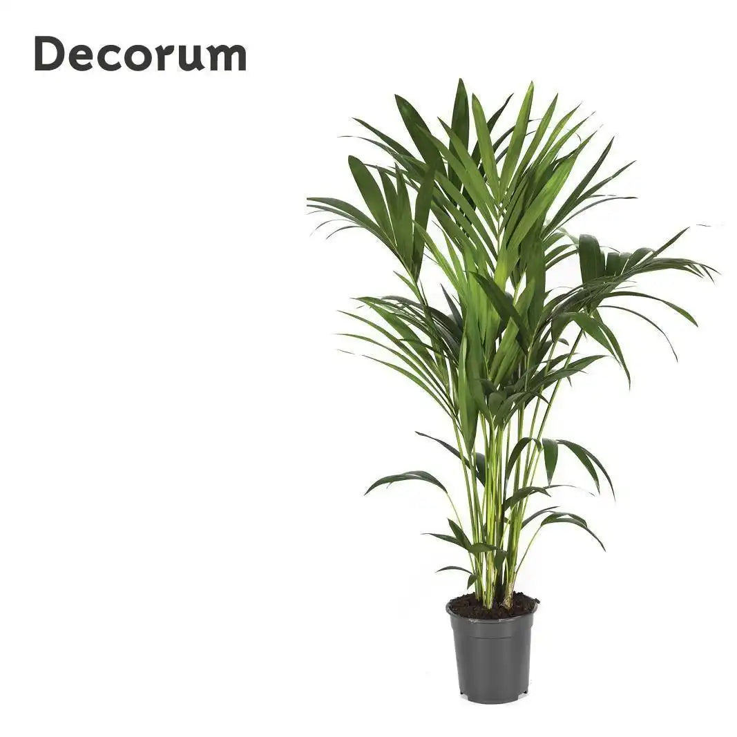 Howea Forsteriana - Ø21cm - ↕120cm - HomeDesign Knaus