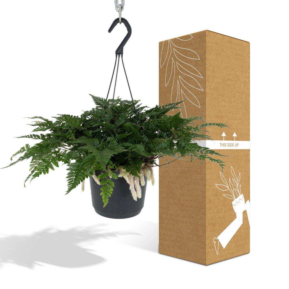 Humata Tyermannii Hang - Hasenfußfarn - Ø17cm - ↕20cm - HomeDesign Knaus