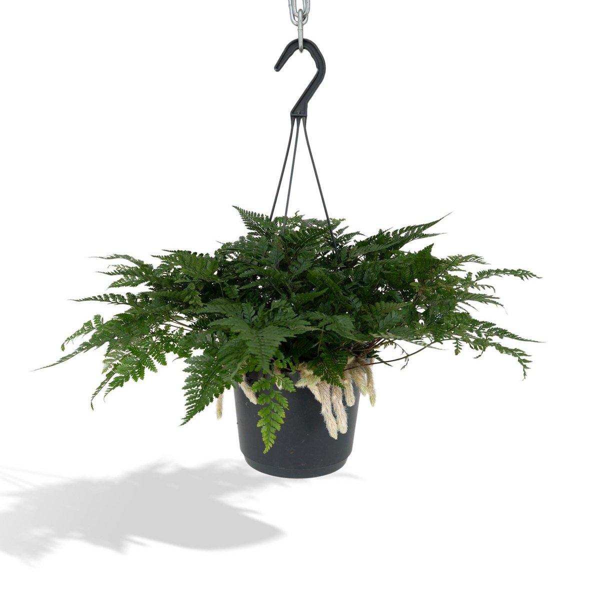 Humata Tyermannii Hang - Hasenfußfarn - Ø17cm - ↕20cm - HomeDesign Knaus