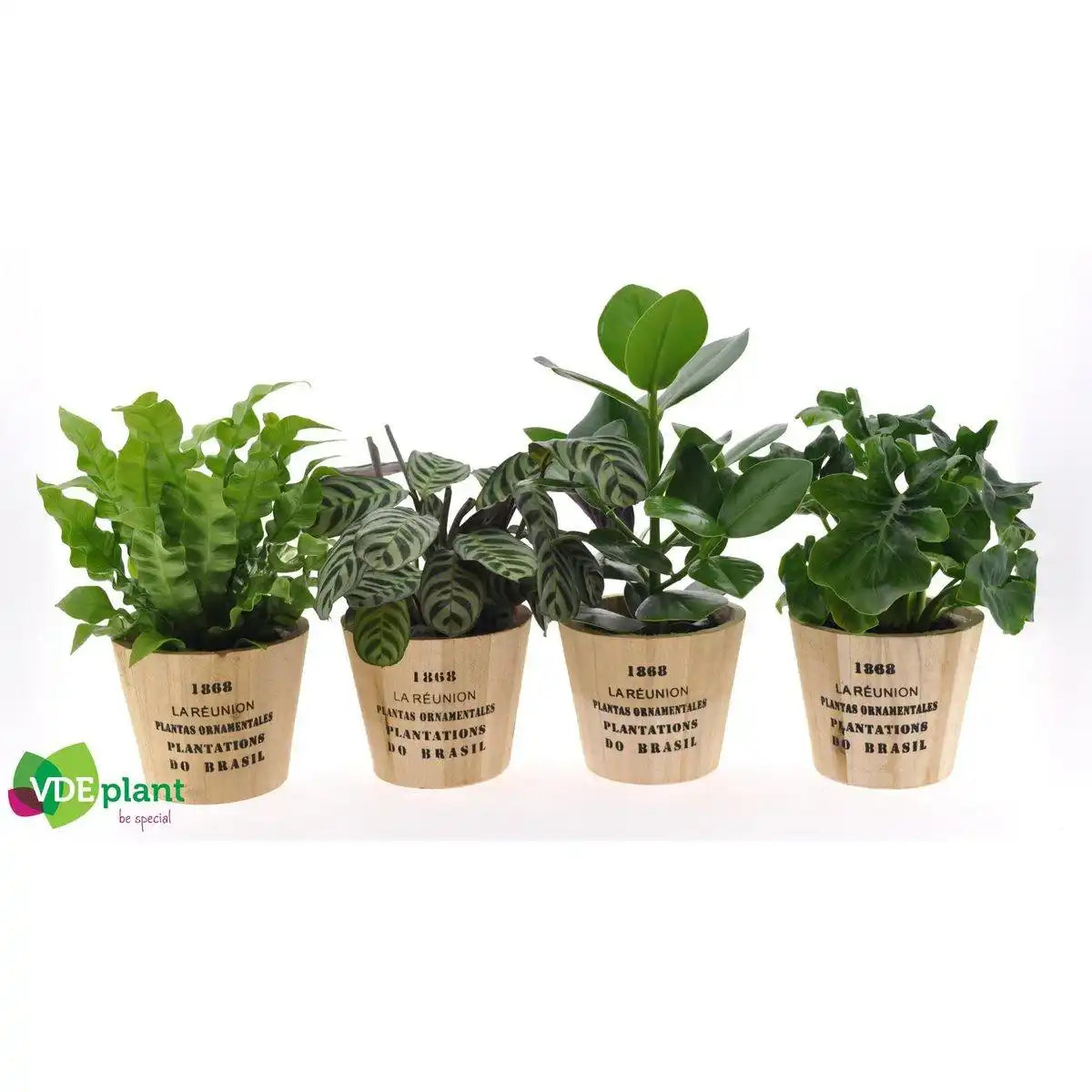 Intenz Mix im Nairobi-Topf – 4 Stück – Ø12 cm – ↕35 cm - HomeDesign Knaus