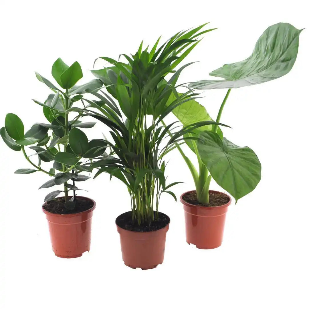 Intenz Pflanzenmischung - 3 Stück - Ø17cm - ↕50cm - HomeDesign Knaus